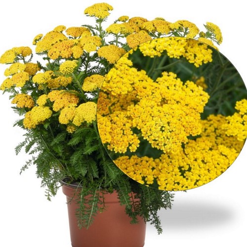 Achillea millefolium 'Skysail Yellow' - Harilik raudrohi 'Skysail Yellow'